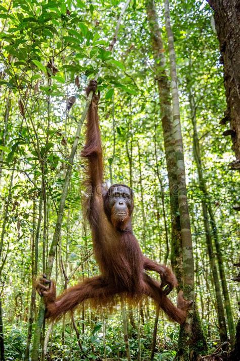 Young Male of Bornean Orangutan on the Tree in a Natural Habitat ...