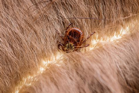 Startling – Lyme Disease Diagnoses Have Skyrocketed 357% in Rural Areas