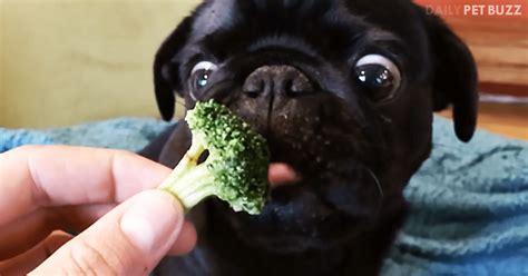 This Clip Of A Pug Eating Broccoli Is Laugh-Out-Loud Funny – Pet Buzz