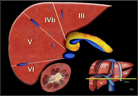 Liver Ultrasound Anatomy - Anatomical Charts & Posters