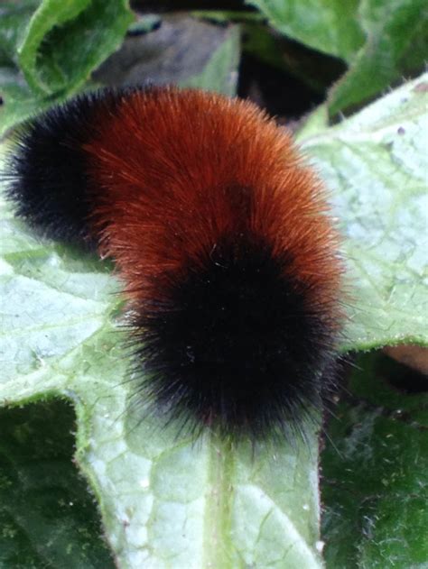 Fuzzy caterpillar on a leaf in garden in CT. | Fuzzy caterpillar, Caterpillar, Insects