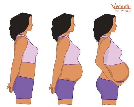 Gestation Period in Humans: Learn Definition, Properties and Facts