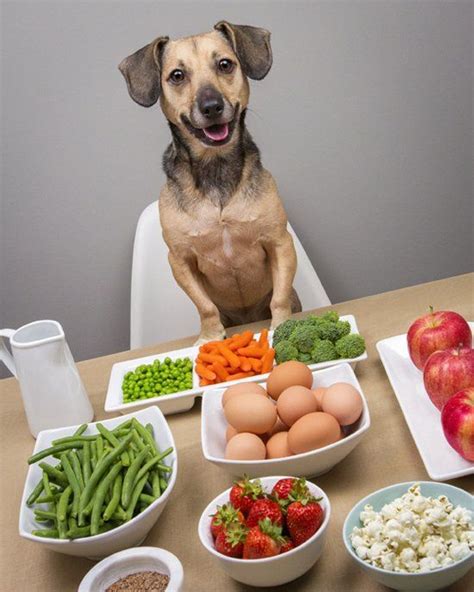 ¿Es bueno para los perros mezclar la dieta BARF con pienso? La clave de la dieta de un perro ...