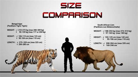 Some big cat size comparisons : r/badassanimals