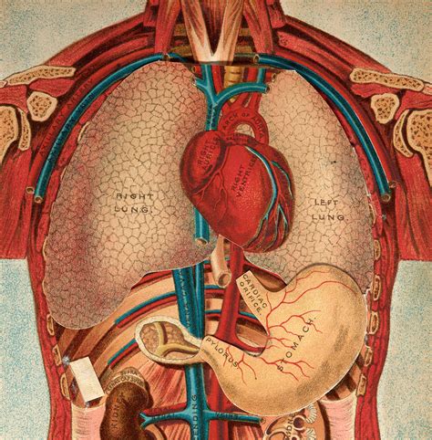 A Fix for the Unfixable: Making the First Heart-Lung Machine | Science History Institute