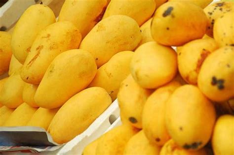 Philippines to begin shipping fresh mangoes to Australia