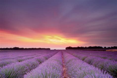 Download Flower Field Sunrise Landscape Nature Lavender 4k Ultra HD ...