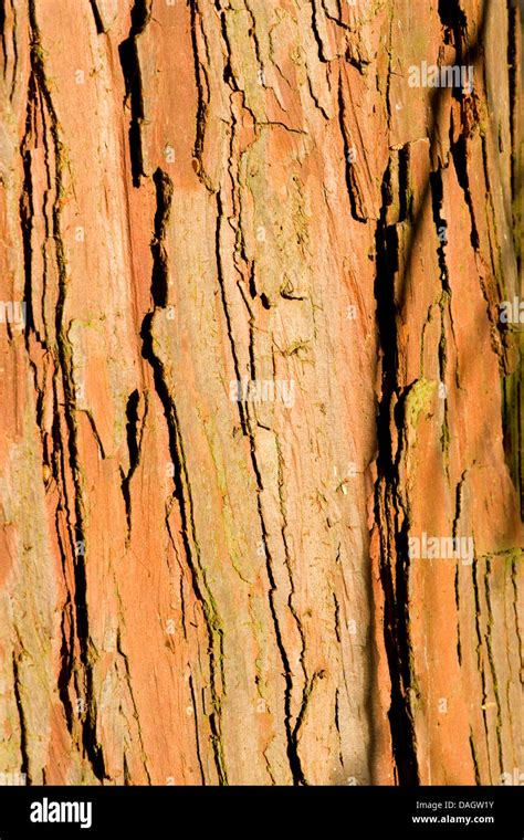 incense cedar, Californian white cedar (Calocedrus decurrens), bark Stock Photo - Alamy