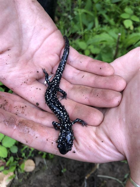 The most beautiful Northern Slimy Salamander (Plethodon glutinosus) found in Beach City, Ohio ...