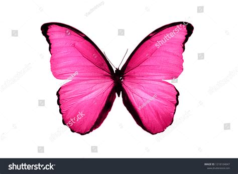 Pink Butterfly Isolated On White Background Stock Photo 1218104047 | Shutterstock