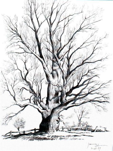 Pin by Ginette DESMET on POTLOODTEKENING :2 | Tree drawings pencil ...