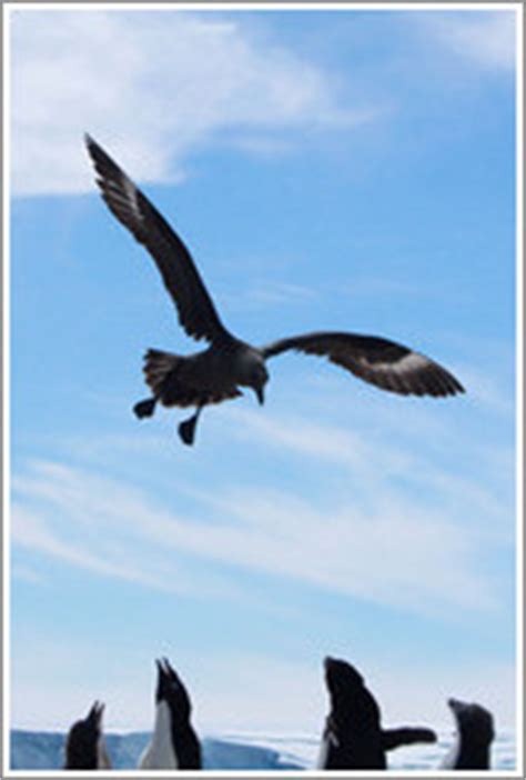Kelp Gull flying. (Photo ID 16453-jouglapo)