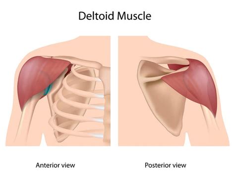 Deltoid Muscle | Biology Dictionary