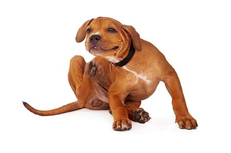 Pet Allergies | Do You Have an Itchy Pet? : On-site Veterinary Surgical Services