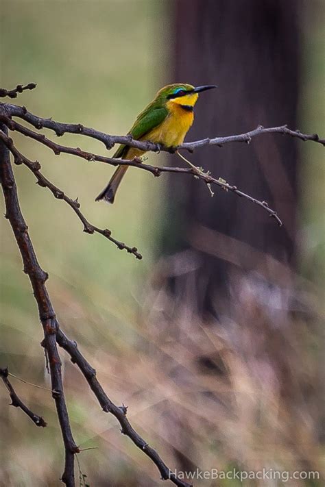 Serengeti Birds - HawkeBackpacking.com