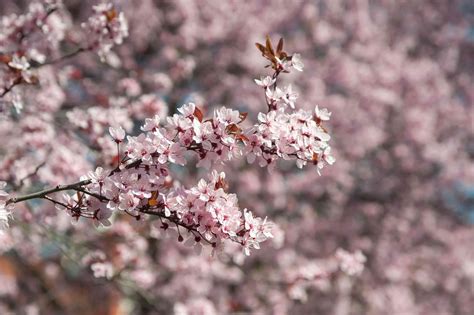 How to Grow and Care for Purple Leaf Plum