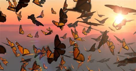 Migration Of Monarch Butterflies