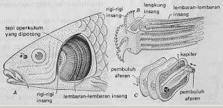 SISTEM PERNAFASAN IKAN - Kumpulan Materi