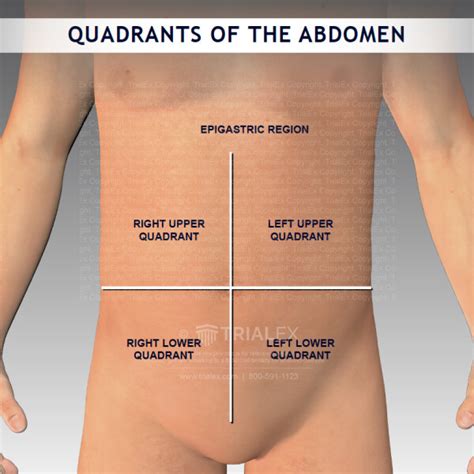 Abdominal Organs Diagram In Quadrants