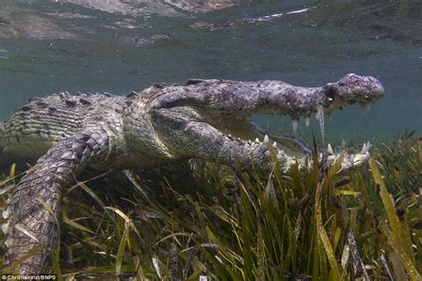 Brave photographer gets within inches of deadly crocodiles | Underwater photographer, Crocodiles ...