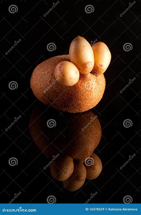 Funny Potato stock image. Image of tater, produce, brown - 16378529