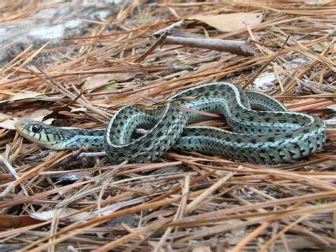 Common Garter Snake Florida : Eastern Gartersnake - Thamnophis sirtalis ...