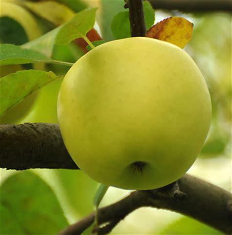 Apple Tree, 'Golden Delicious' - DeGroot