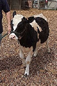 Miniature Cattle Breeds For Small Modern Homesteading Farms