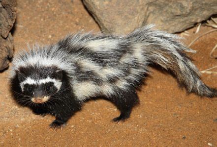 Amazing Facts about Striped Polecats | OneKindPlanet Animal Education