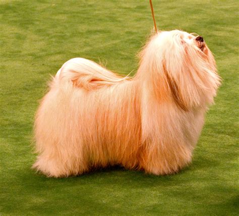 Havanese Dog Show 2025 - Caril Kassie