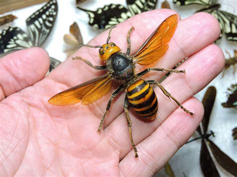 Thousands of Asian Giant Hornets Furiously Swarm a Man Trying to Remove ...