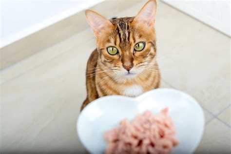 With concerns about mercury poisoning, is it safe to give canned tuna to cats as a treat ...