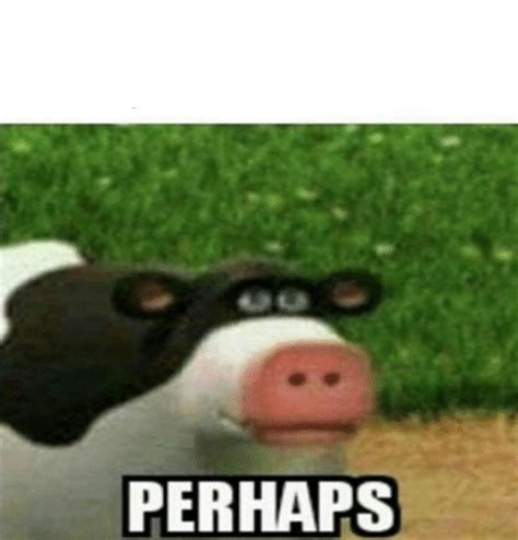 Perhaps Cow Blank Template - Imgflip