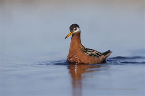 Red Phalarope - Phalaropus fulicarius photo - mvphoto photos at pbase.com