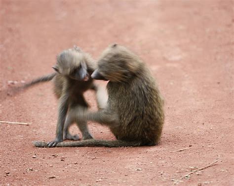 Baboon Fight Stock Photos, Pictures & Royalty-Free Images - iStock