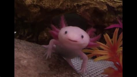 Cute Axolotl yawning - YouTube