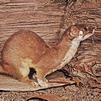 Weasel | Mustelidae, Habitat & Adaptations | Britannica