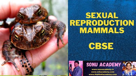 SEXUAL REPRODUCTION MAMMALS | CBSE | BIOLOGY | @NANDITHA.AKUNURI - YouTube