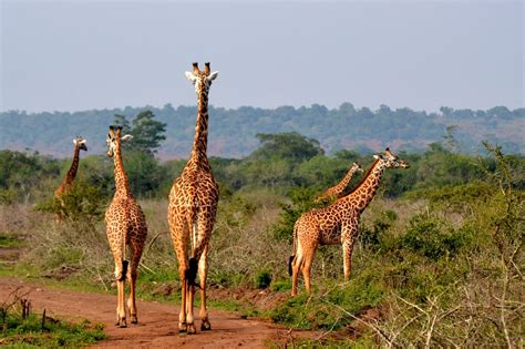 Tourist Places in Rwanda | Rwanda Safari Destinations