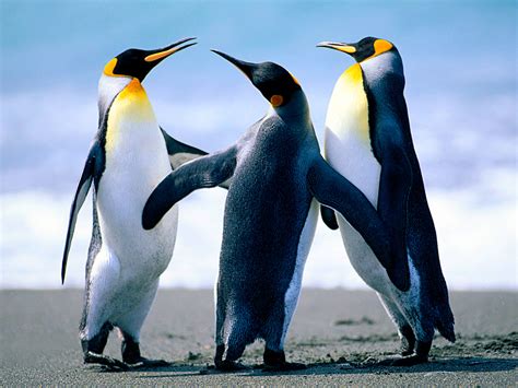 King Penguin | Life of Sea