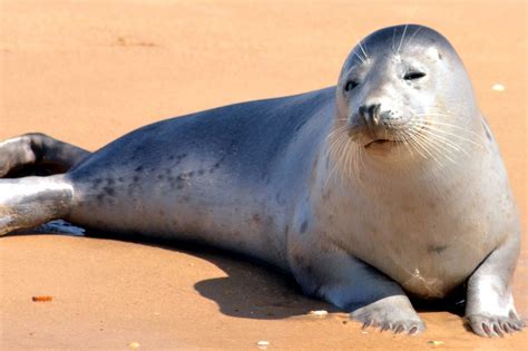 Image libre: phoques, plage, sable, animaux