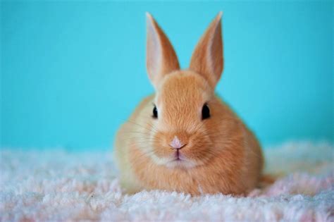 11 Funny Rabbit Videos That Will Brighten Your Day | PETA