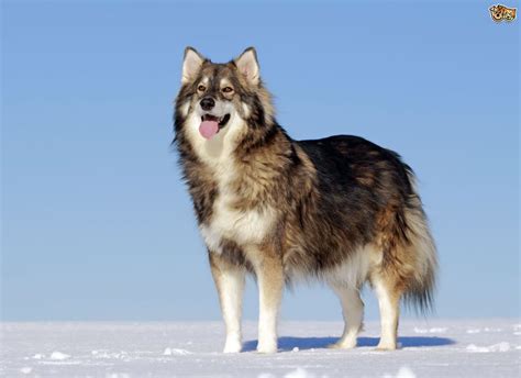 Temperament and traits of the Utonagan dog | Pets4Homes Chien Tamaskan, Tamaskan Dog, Utonagan ...