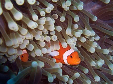 How the Clownfish and Sea Anemone Help Each Other — Biological Strategy — AskNature