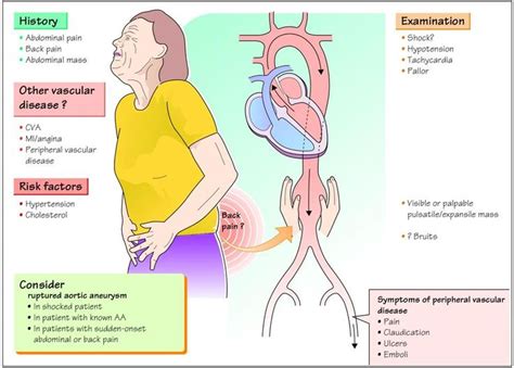 the diagram shows how heart valves work and what they are used to help with their functions