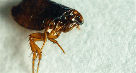 Can Fleas Live In Dirt:18 Ways To Get Rid Of Fleas Fast