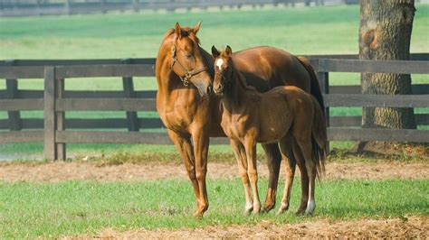 Responsible horse breeding | The Humane Society of the United States