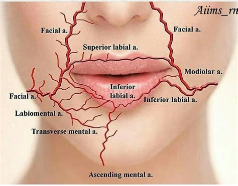 Branches Of Facial Artery