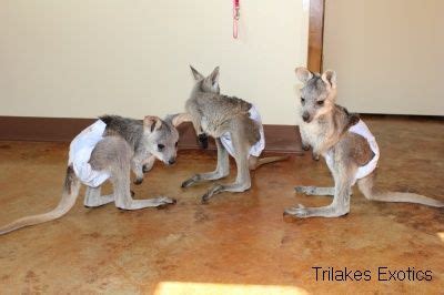 Baby Wallaroos 1.5k | Pets, Animals, Kangaroo