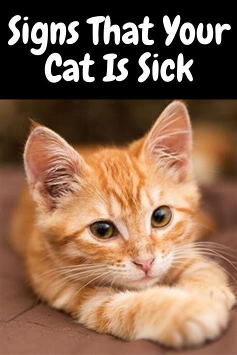 How To Tell If Your Cat Is Sick